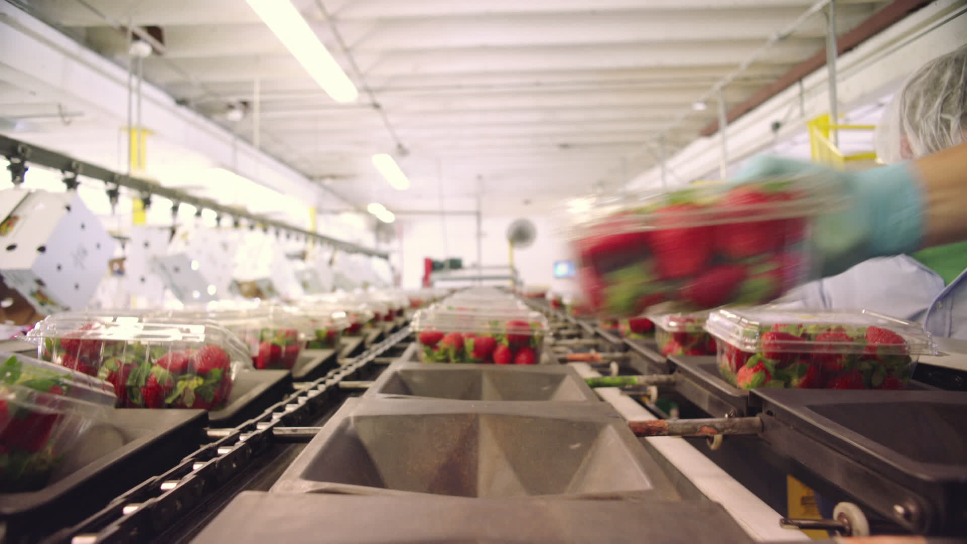 Thumbnail image for Life of A Strawberry