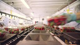 Thumbnail image for Life of A Strawberry